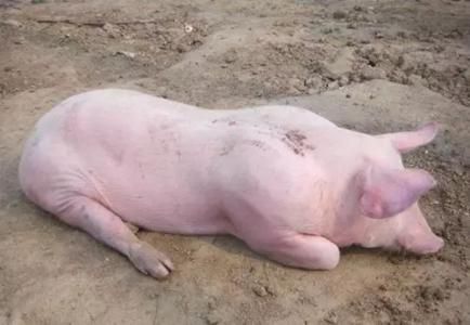 猪感冒发烧吃什么药比较好,猪发烧的正确治疗方法