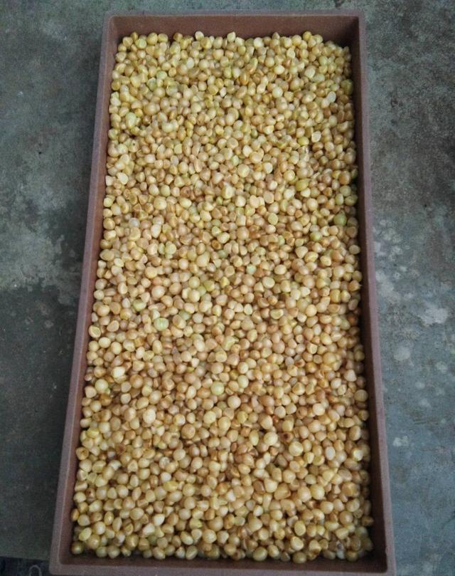 你会繁殖君子兰吗？用这个方法，很快长出新芽，新手也能学会