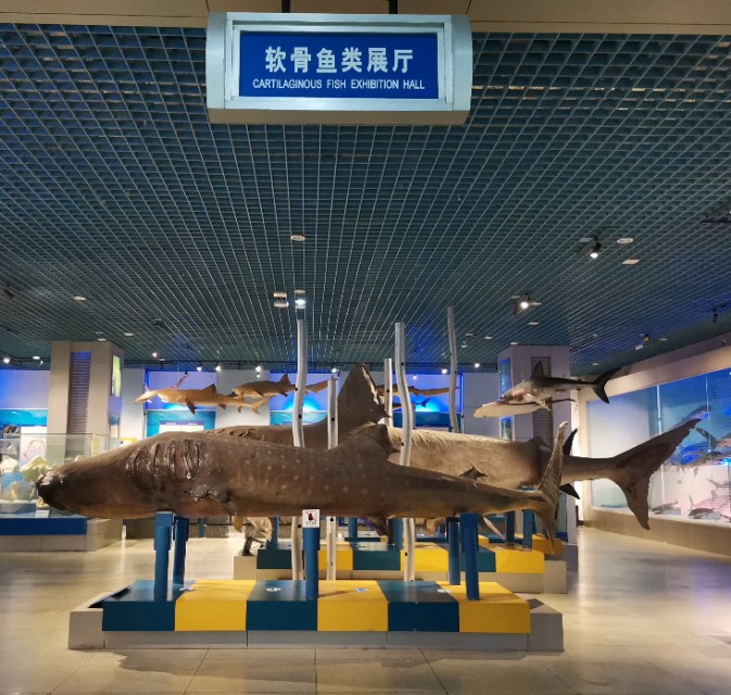 威海鲸鱼标本博物馆,鲸鱼演化博物馆标本