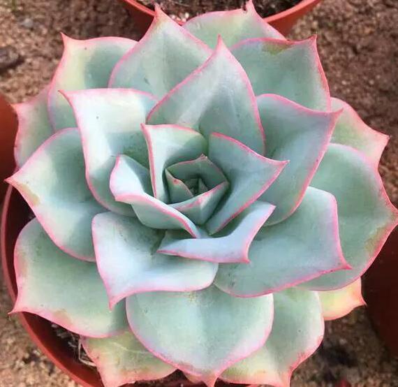 多肉植物夏天养护及浇水技巧经验,多肉植物什么时间段晒太阳最好