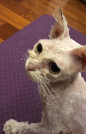 捡到只流浪猫对自己非常好怎么办,十天前捡到流浪猫现在怎么样了