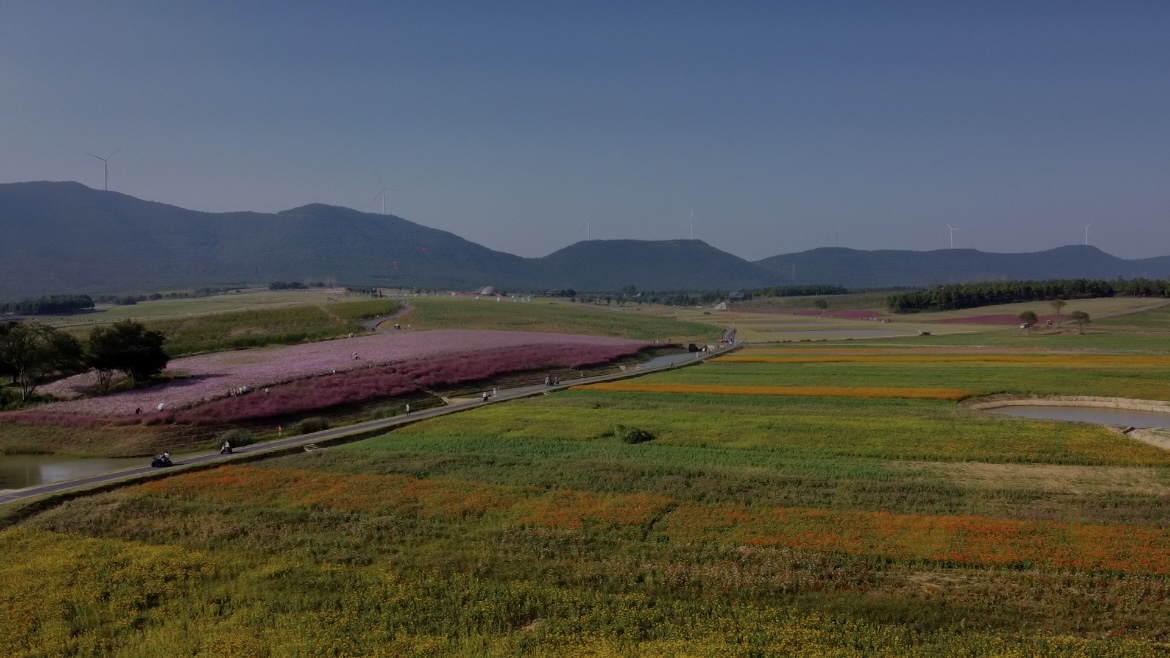 合肥四季花海公园属于几a级景区,合肥滨湖四季花海怎么坐车去