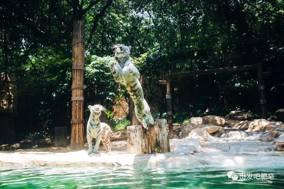 长隆飞鸟乐园怎么去长隆欢乐世界,汉溪长隆地铁站去长隆飞鸟乐园