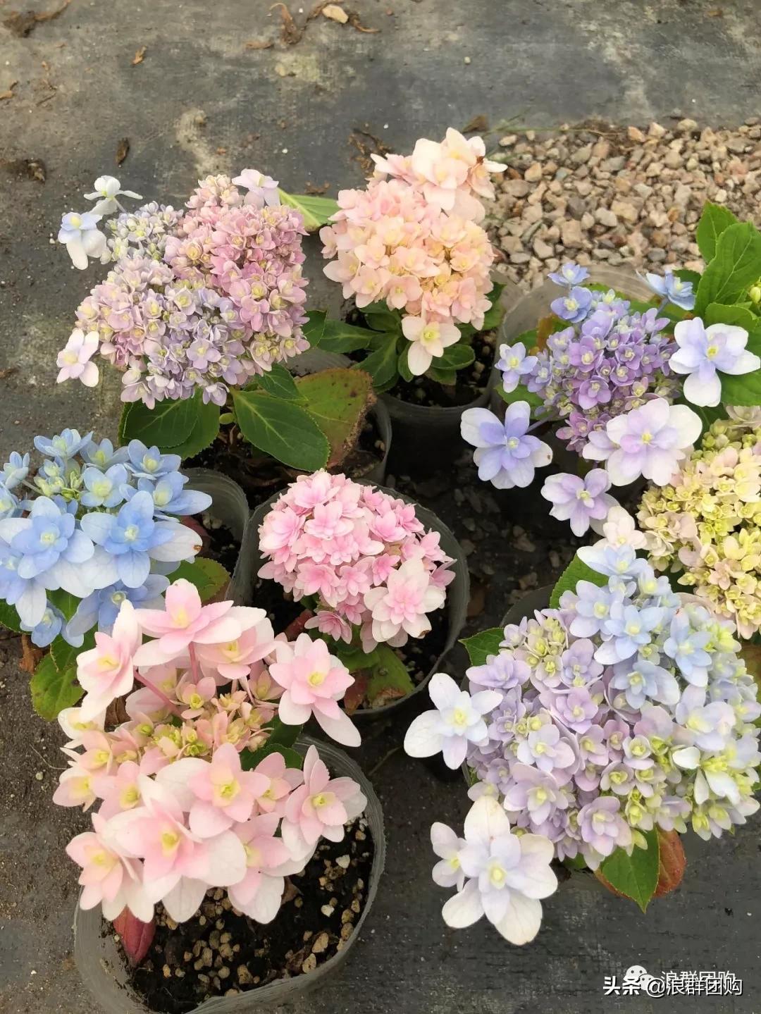 十种好看的绣球,最好看的绣球花视频