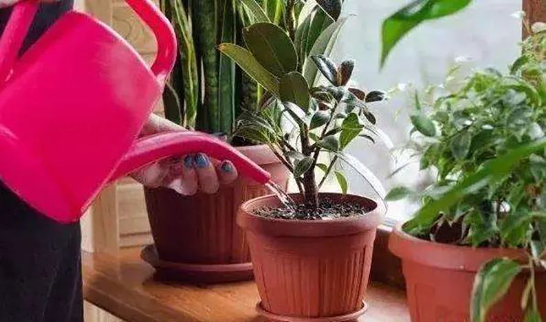 树木盆景养护包含六个方面的工作,盆景树如何照顾