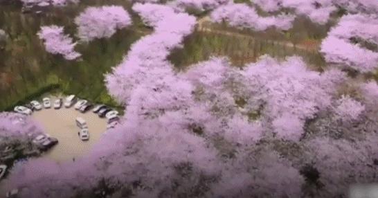 世界最大的樱花园,世界最大的樱花园在贵州吗