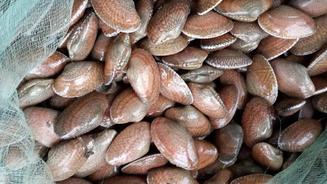 蚬子蛏子蛤蜊什么区别,长条的蛤蜊蛏子叫什么