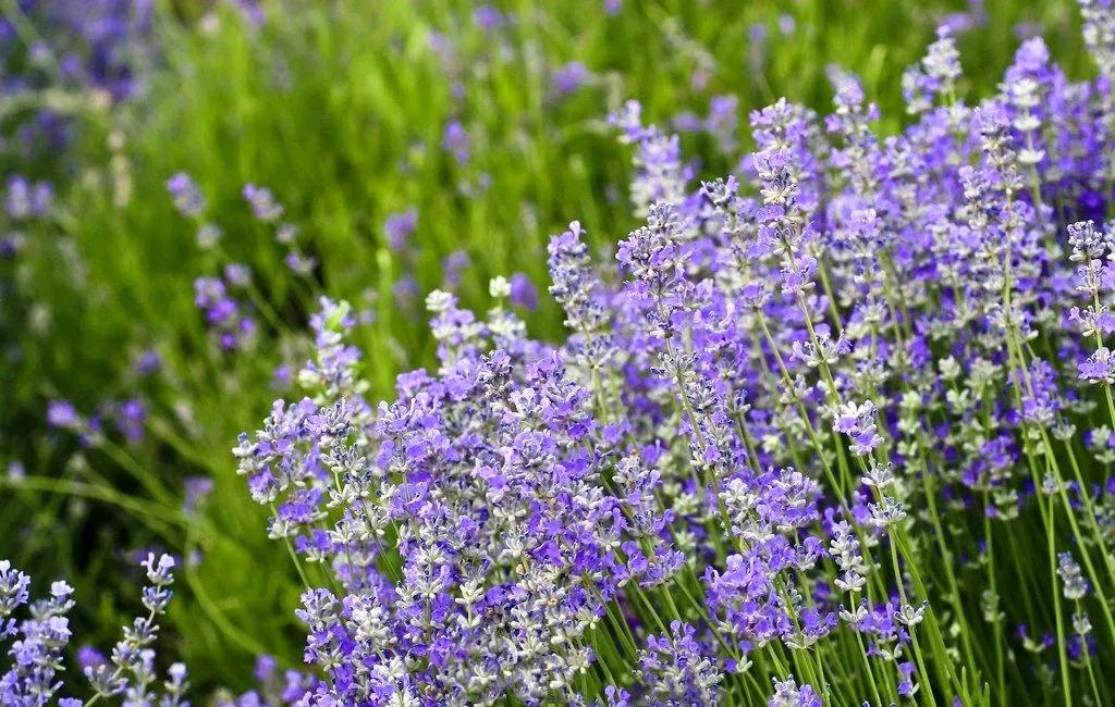 美哭了天津薰衣草花海盛放,美cry