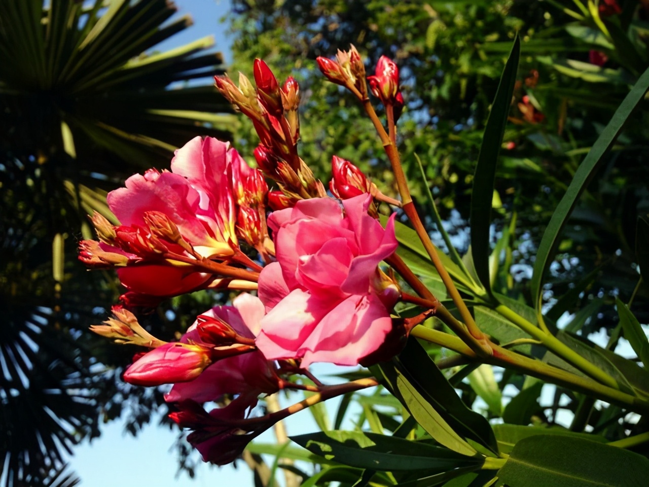 哪些植物适合碱性土养,喜碱性土的花卉有哪些