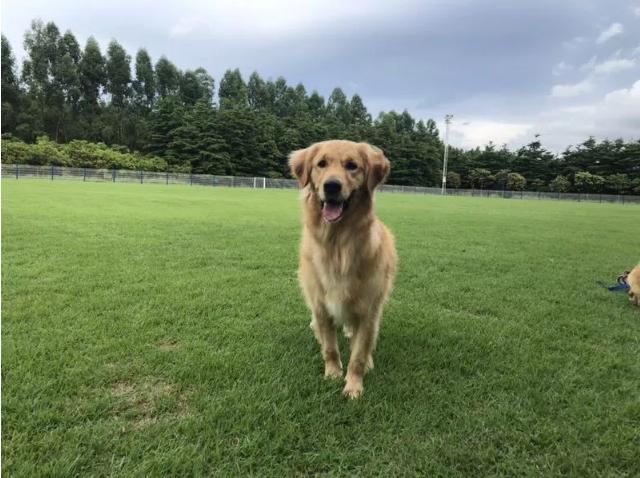 最好的宠物乐园在哪儿,19.9元宠物乐园