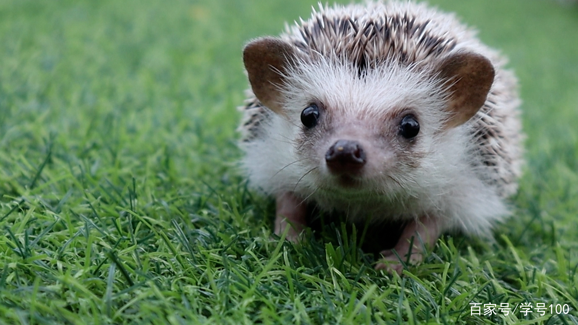 中国有可爱的刺猬吗,世界上真正的刺猬