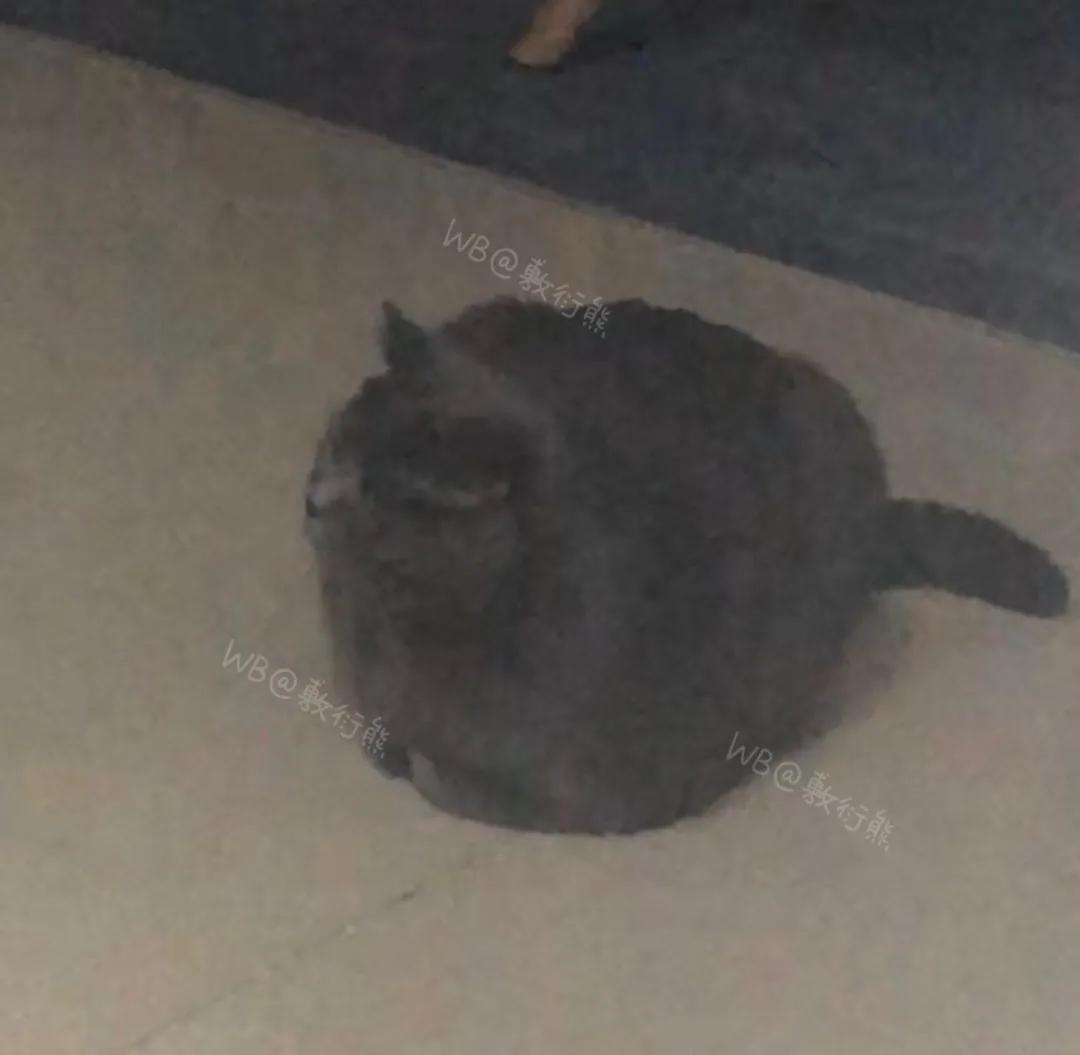 可怜的猫咪是怎么被整惨,这只猫被网友整成什么样了