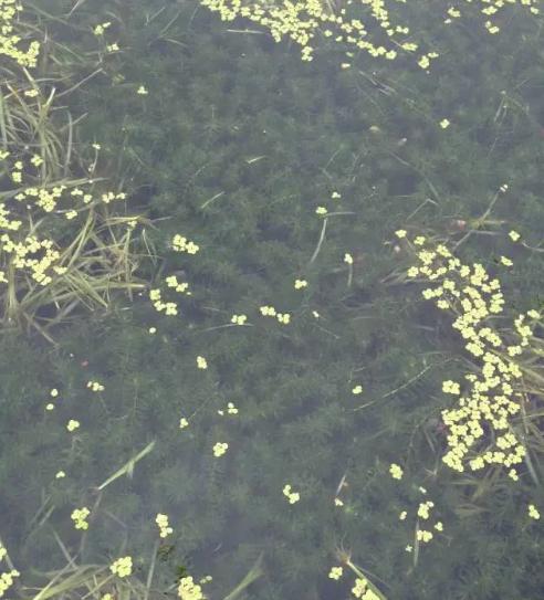 小龙虾池塘黑水怎么解决,小龙虾塘前期水浓水绿处理方法