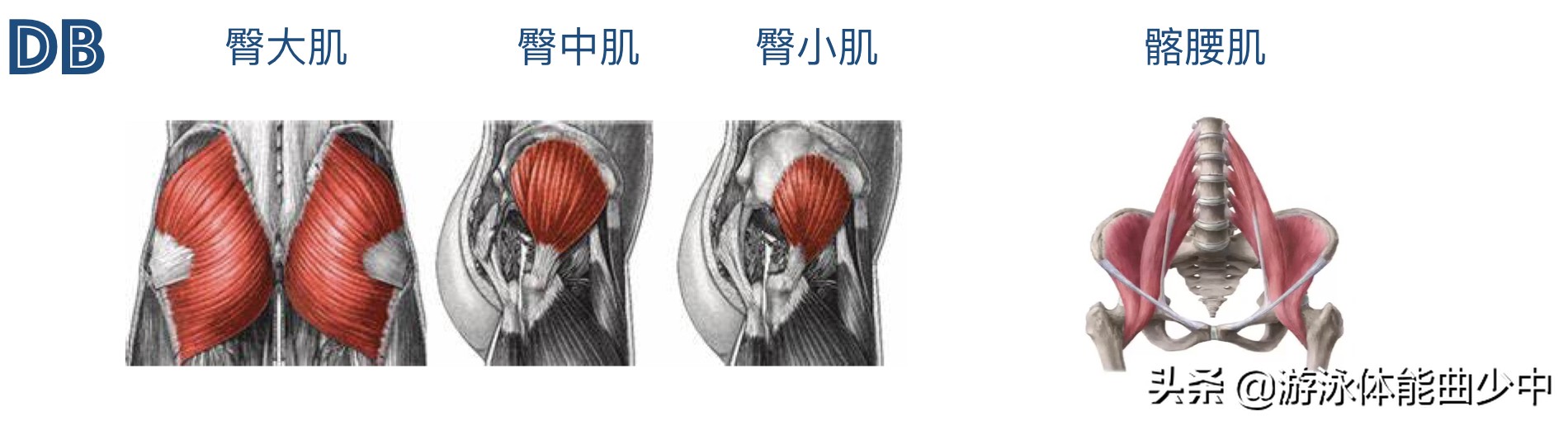 为什么游泳时要收紧核心?近端稳定造就远端的出色技术