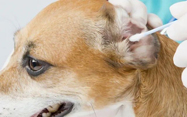 又一只狗被棉签掏聋：主人处理的方法，比耳螨更可怕