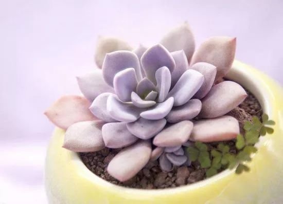 买到药锦后的多肉了怎么挽救,多肉如何才能出锦