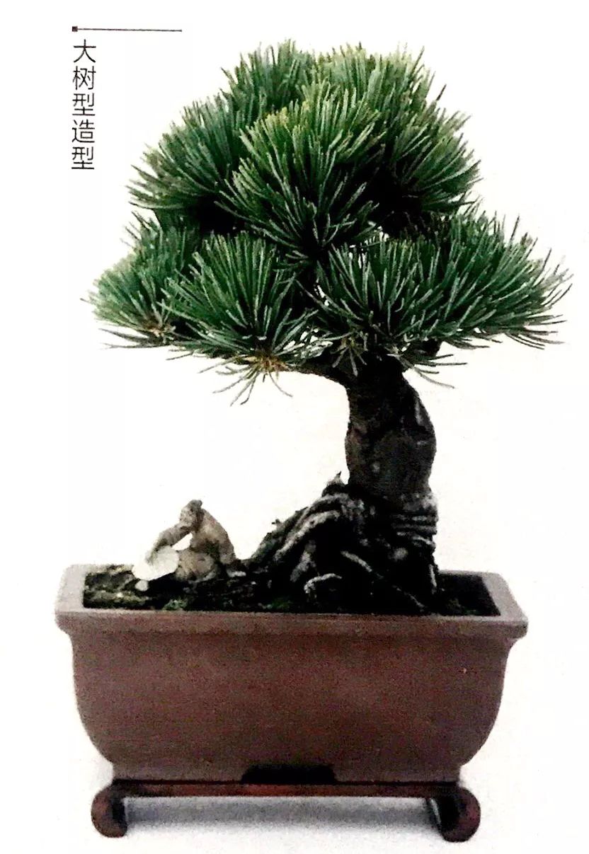 100种盆景造型欣赏,园林盆景微型盆景