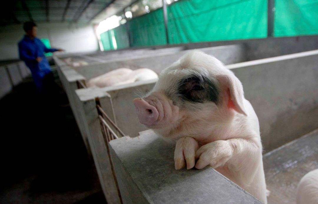 猪大便干燥要喂什么药,小猪猪大便干燥喂点什么药