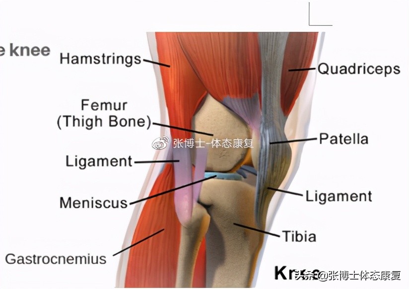 运动康复膝关节疼痛解决,下髌骨关节疼痛综合征
