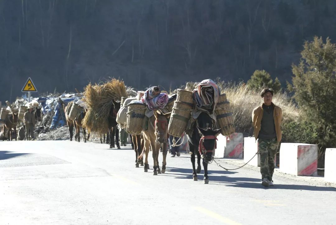 茶｜什么是紧压茶？压成大饼会更好喝吗？