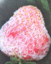 福建草莓露天种植全过程,露天草莓种植管理技术和方法