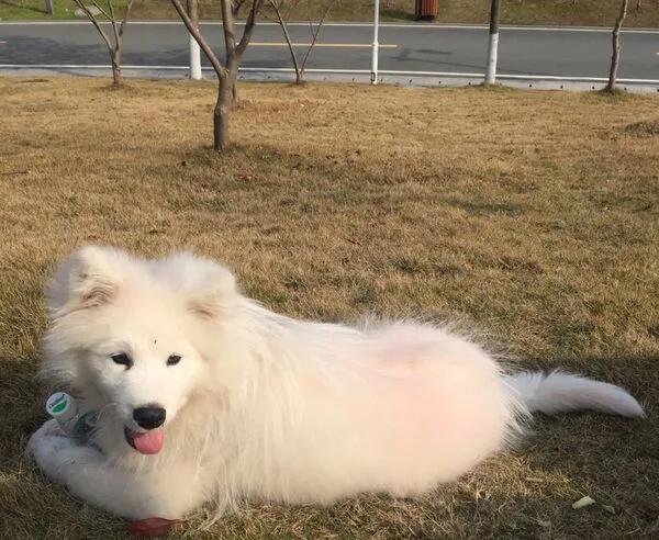 可怜的狗狗们,忠诚的狗狗们