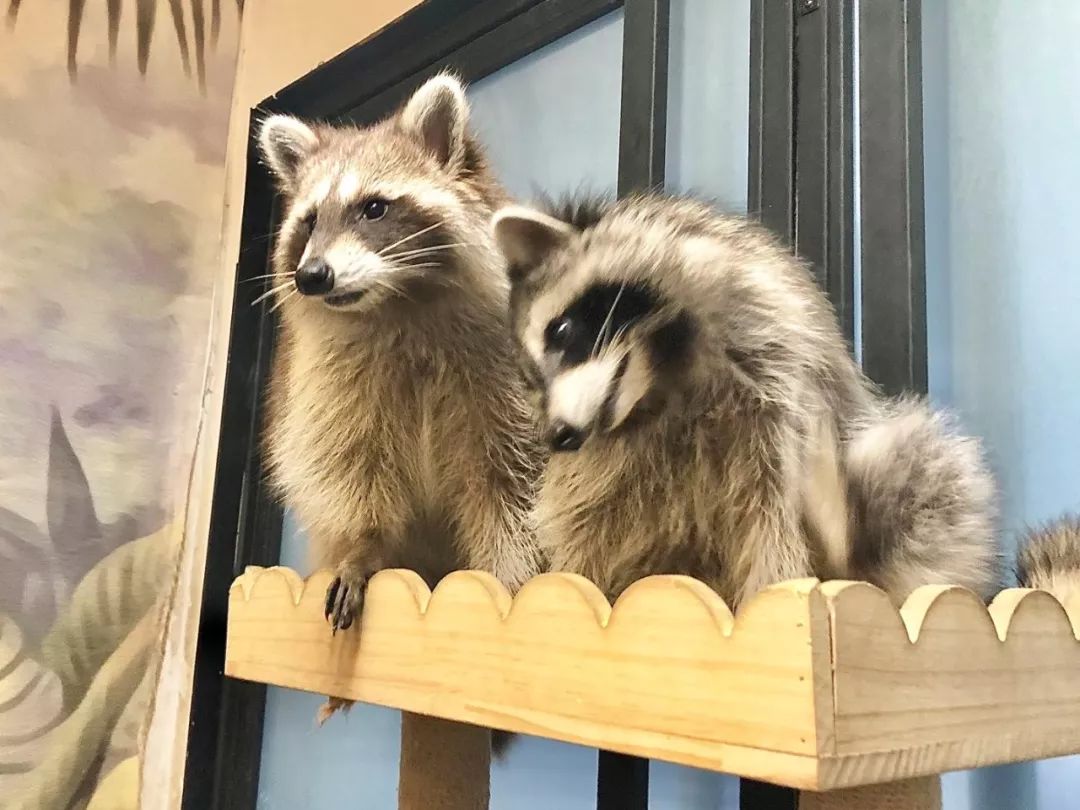 2019宠物排名,2022宠物排行榜