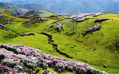 贵州乌蒙大草原秋天的图片,贵州旅游景点乌蒙大草原