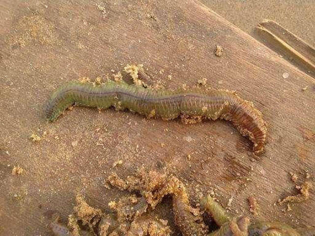 盐沟里钓“光鱼”，体形似胡萝卜，有点虎头蛇尾的感觉