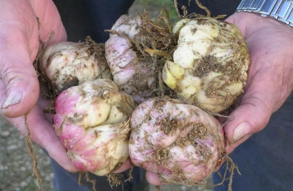 冬盆栽百合的养殖方法和注意事项,百合怎么种避免烂球