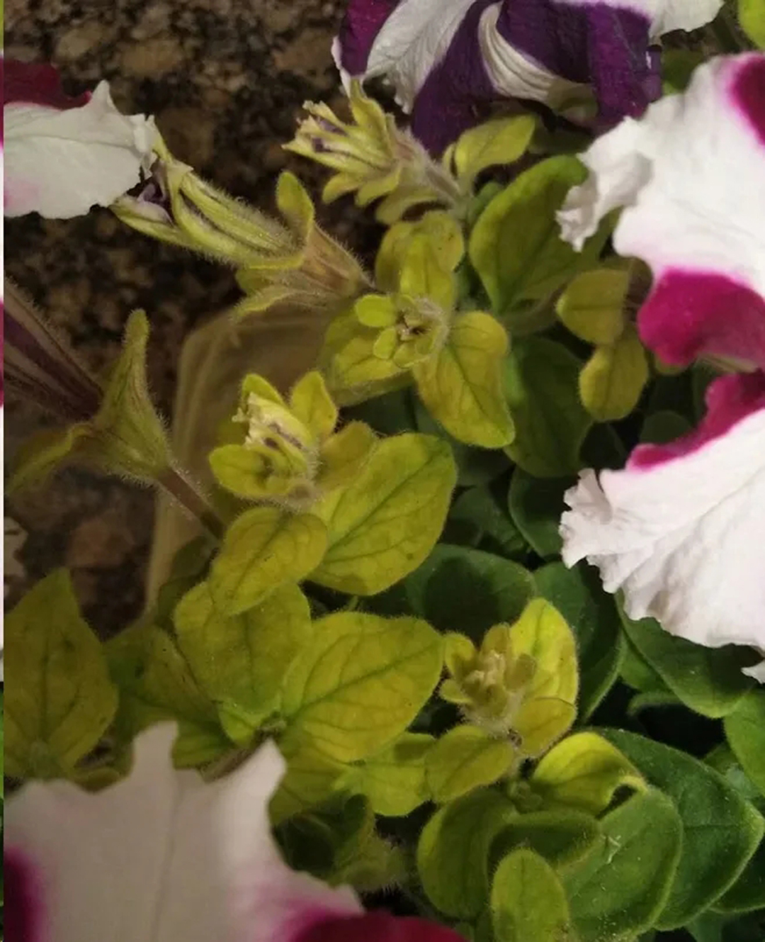 22种花耐旱耐热,天冷种花要注意什么