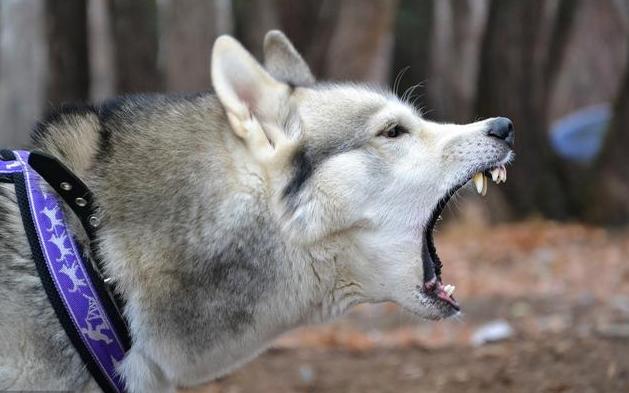大狗恶犬咬伤老人,老人养了十年的狗忽发疯咬人