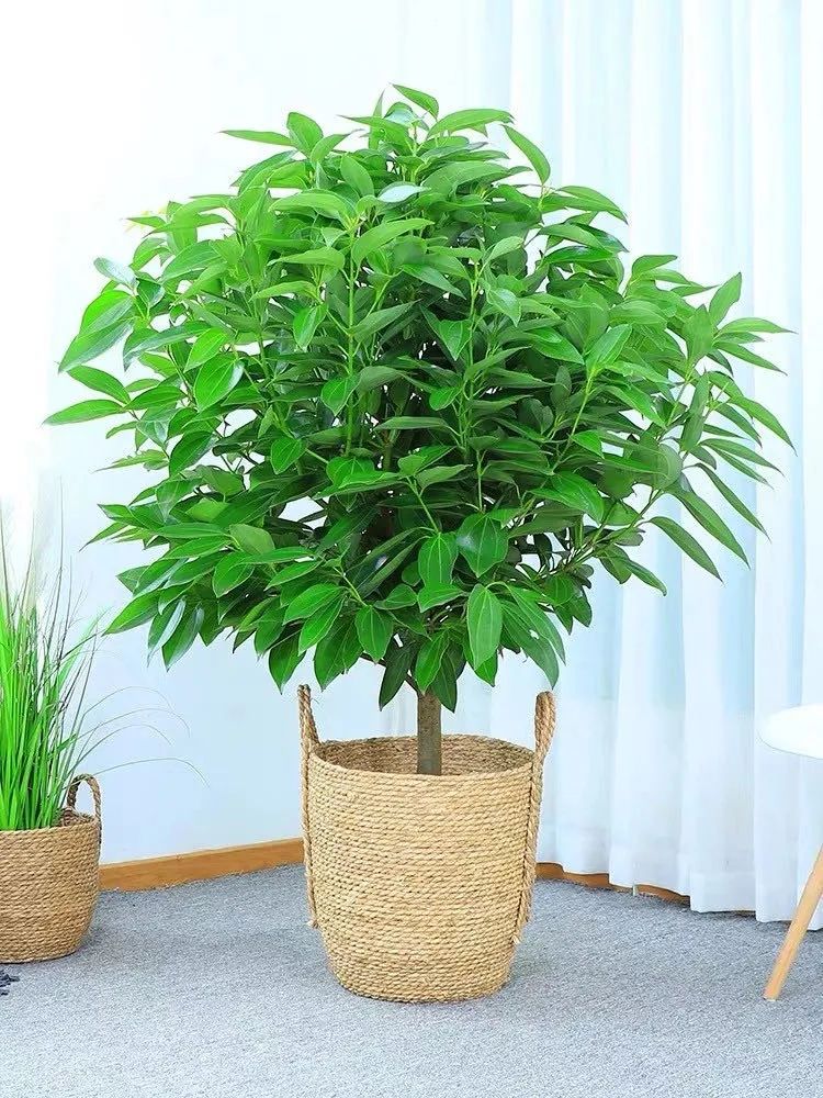 平安树冬季养护的正确方法,养平安树的小窍门