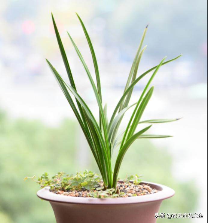 怎样使已烂根的兰花长新根,兰花烂根的养殖方法