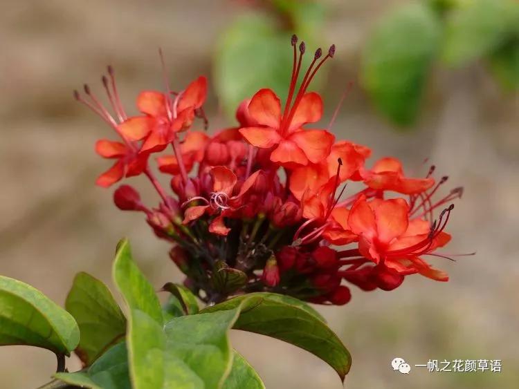 美丽赪桐(Clerodendrumspeciosissimum)