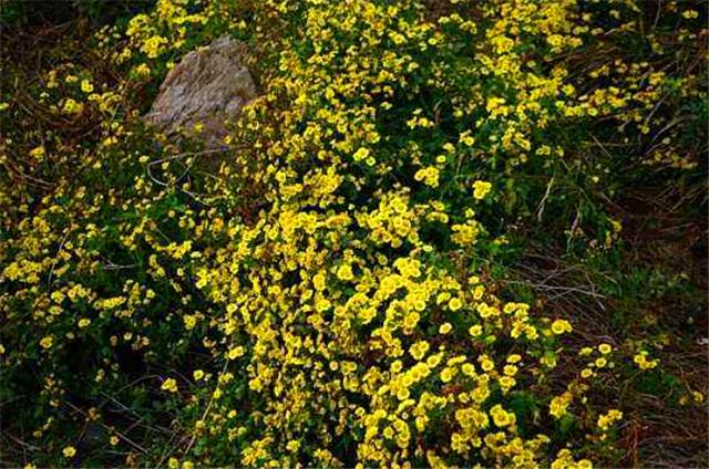 关于菊花姿态优美的诗句,描写菊花诗句经典语录