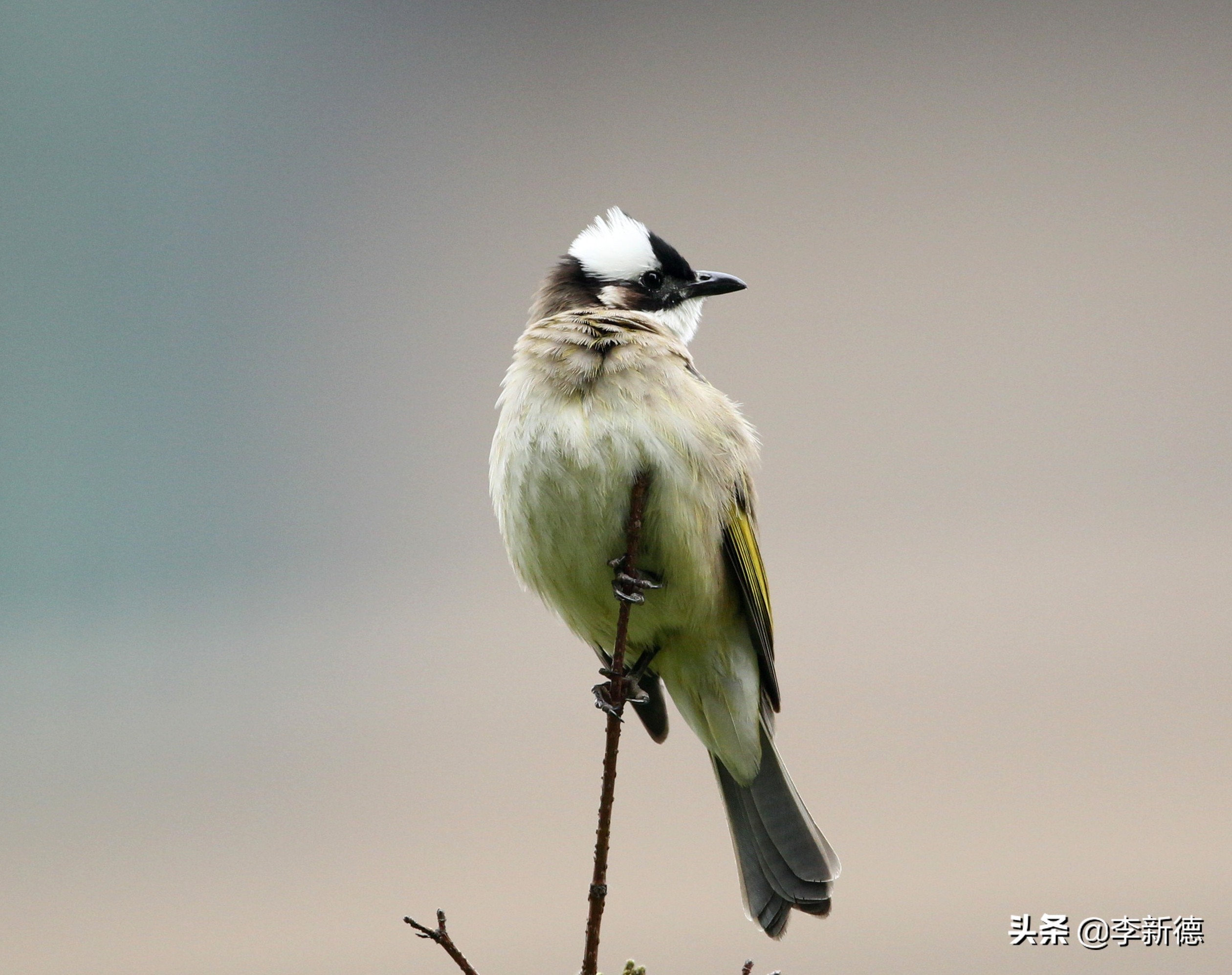 适马150佳能5d3能用吗,佳能5d3能不能用适马85f1.4a镜头