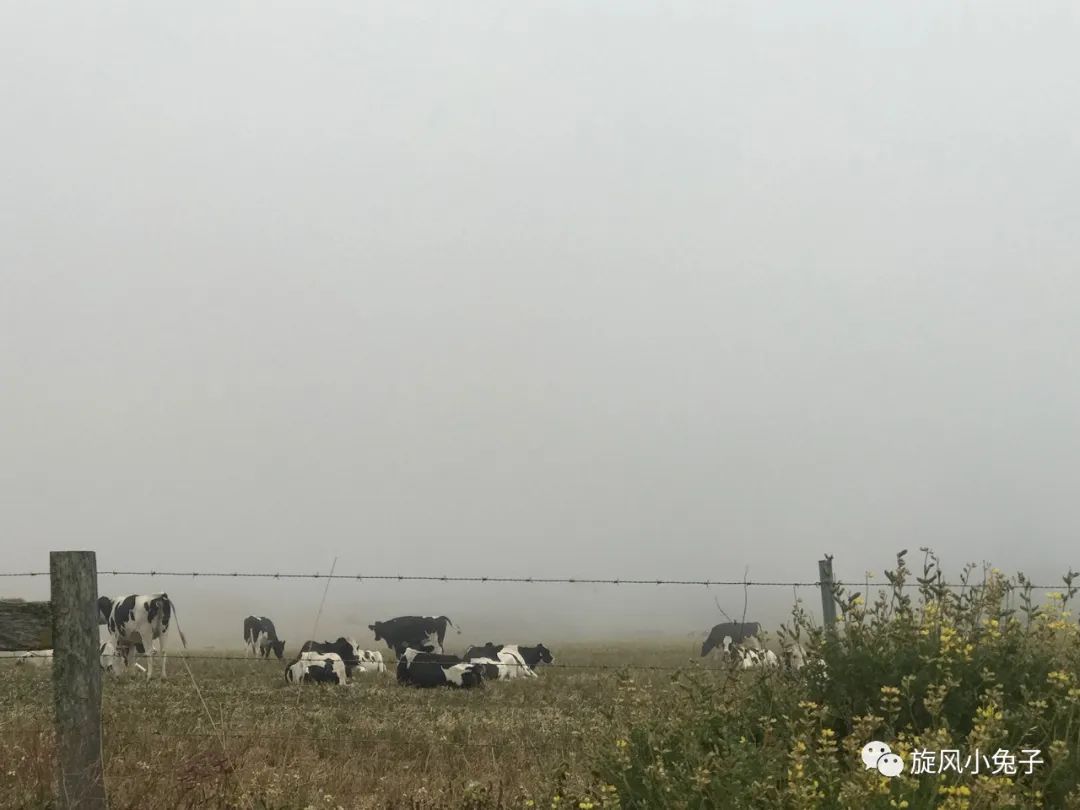 加州沿海1号公路,加州沿海一号公路一日游推荐