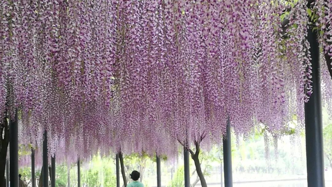 网红古树紫藤花,网红紫藤花