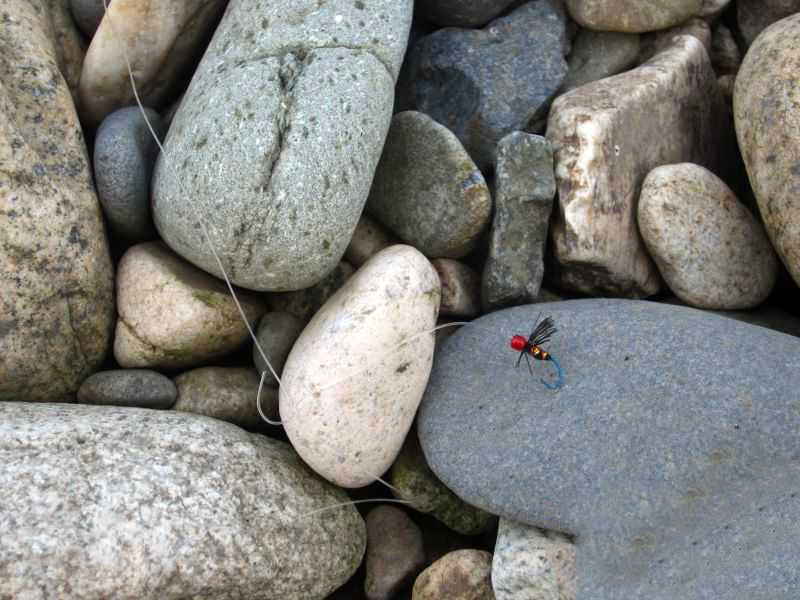 阿勒泰地区,追寻这种冷水溪流中的精灵“花翅子”现在已经禁钓