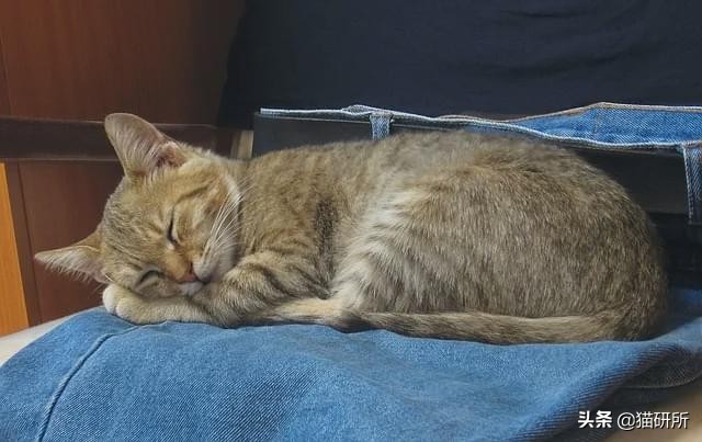 好好的猫咪突然瘸了是怎么回事,好好的猫突然掉了