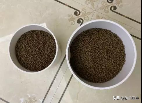 猫吃猫粮死了,go猫粮致猫死亡天猫国际回应