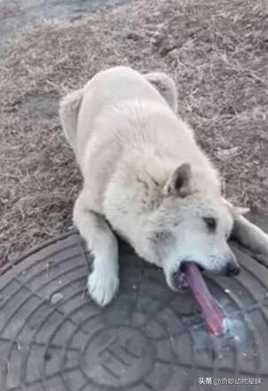 暖心狗狗救人视频,狗狗舌头舔下井盖