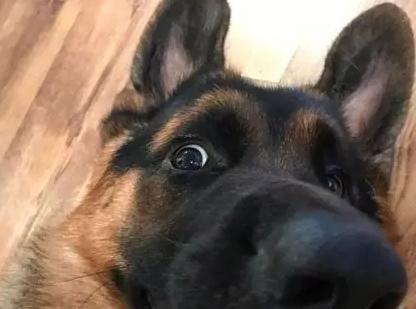 你能读懂狗的肢体语言吗,如何看德牧的性格