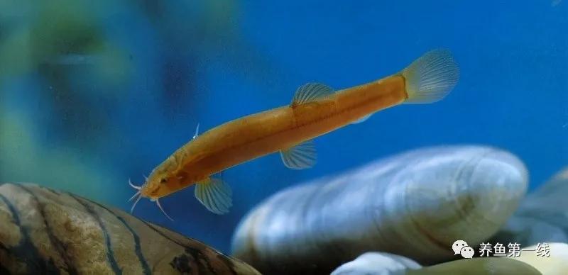 十种常见的水生动物,鳅科动物图片