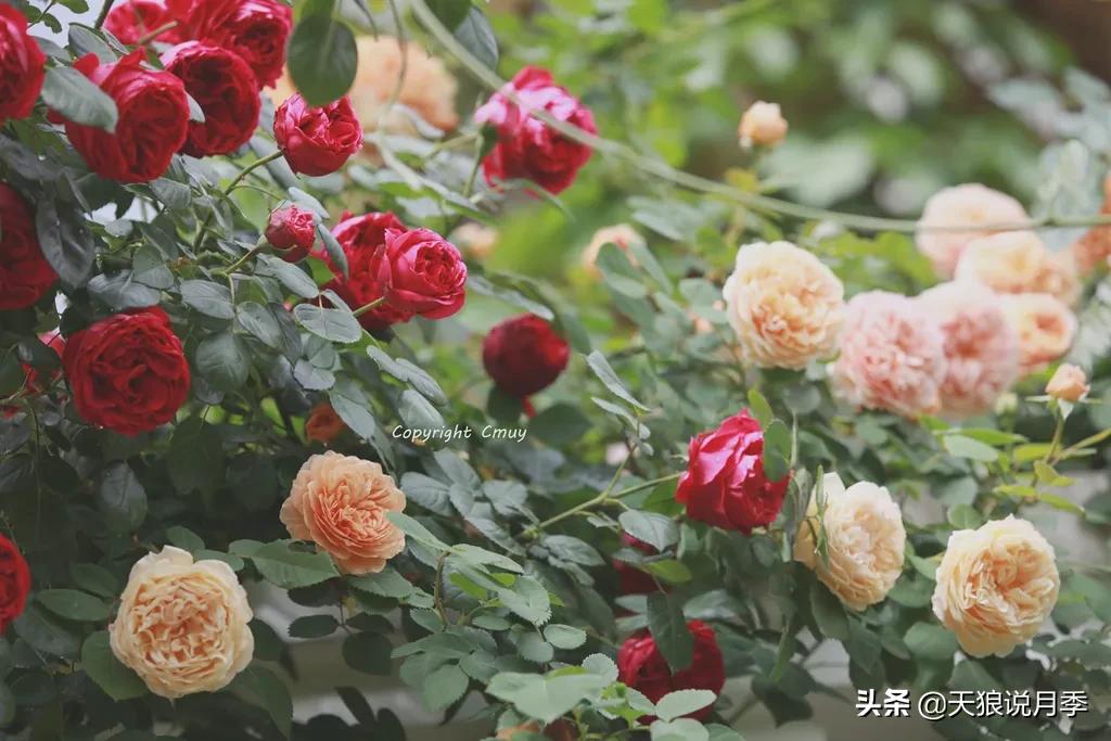 月季花是时候展现真正的技术了 (开春的第一波月季花就这么过去了)