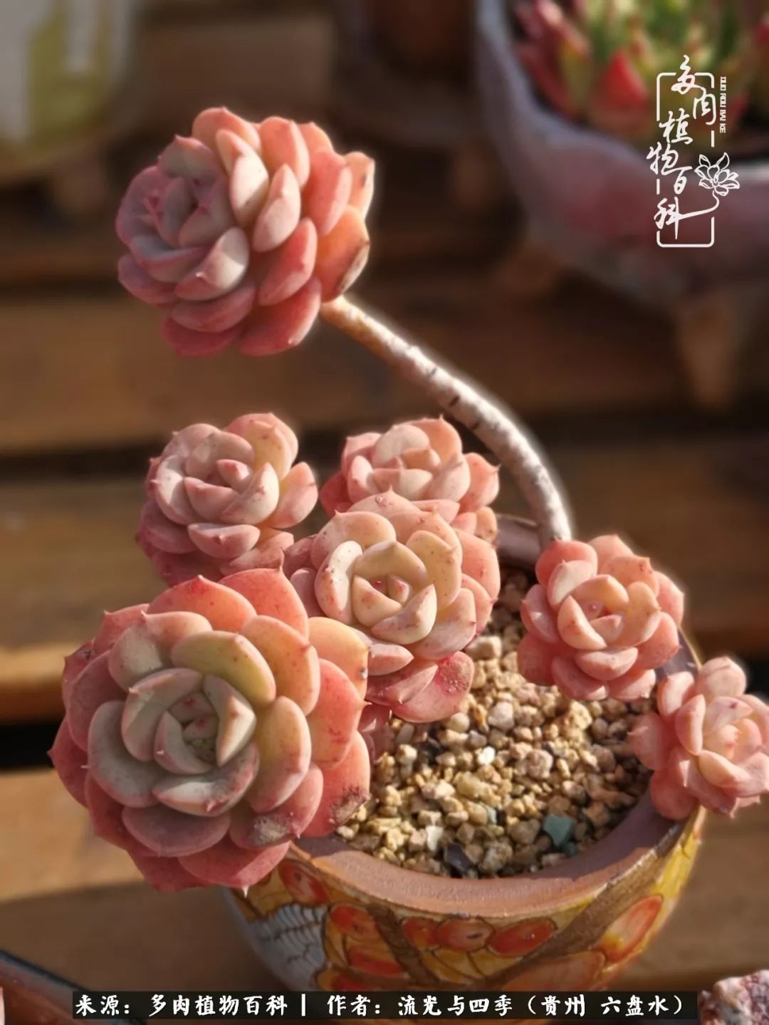 养多肉这几点新手必要知道,在养多肉的路上越走越远