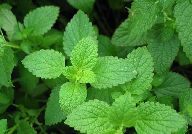 绿萝吊兰的扦插养殖方法视频,绿萝的修剪与扦插方法