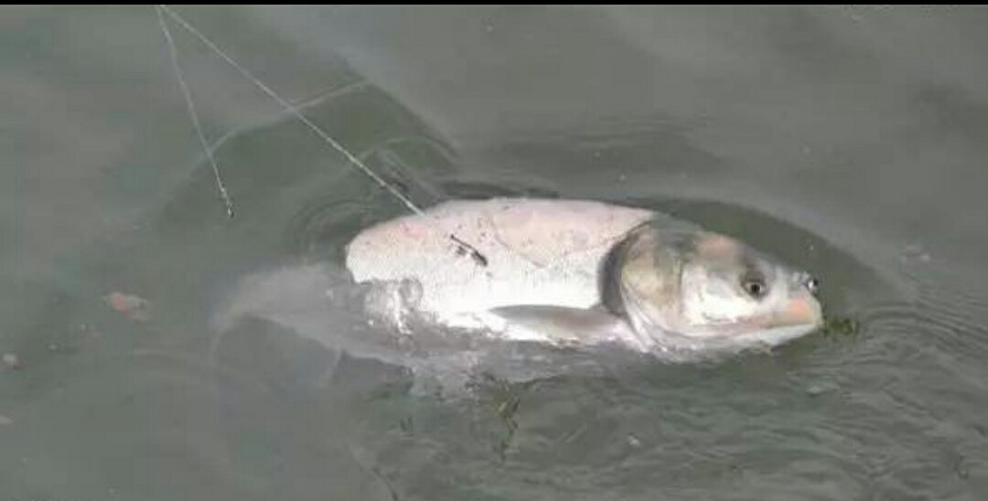 盘式钓鲢鳙,钓鲢鳙的鱼盘