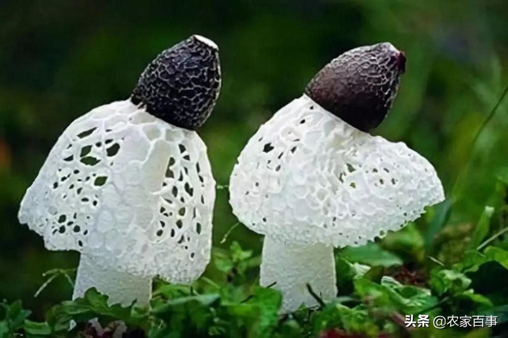顶级野生竹荪,竹荪被誉为什么菌菇之王